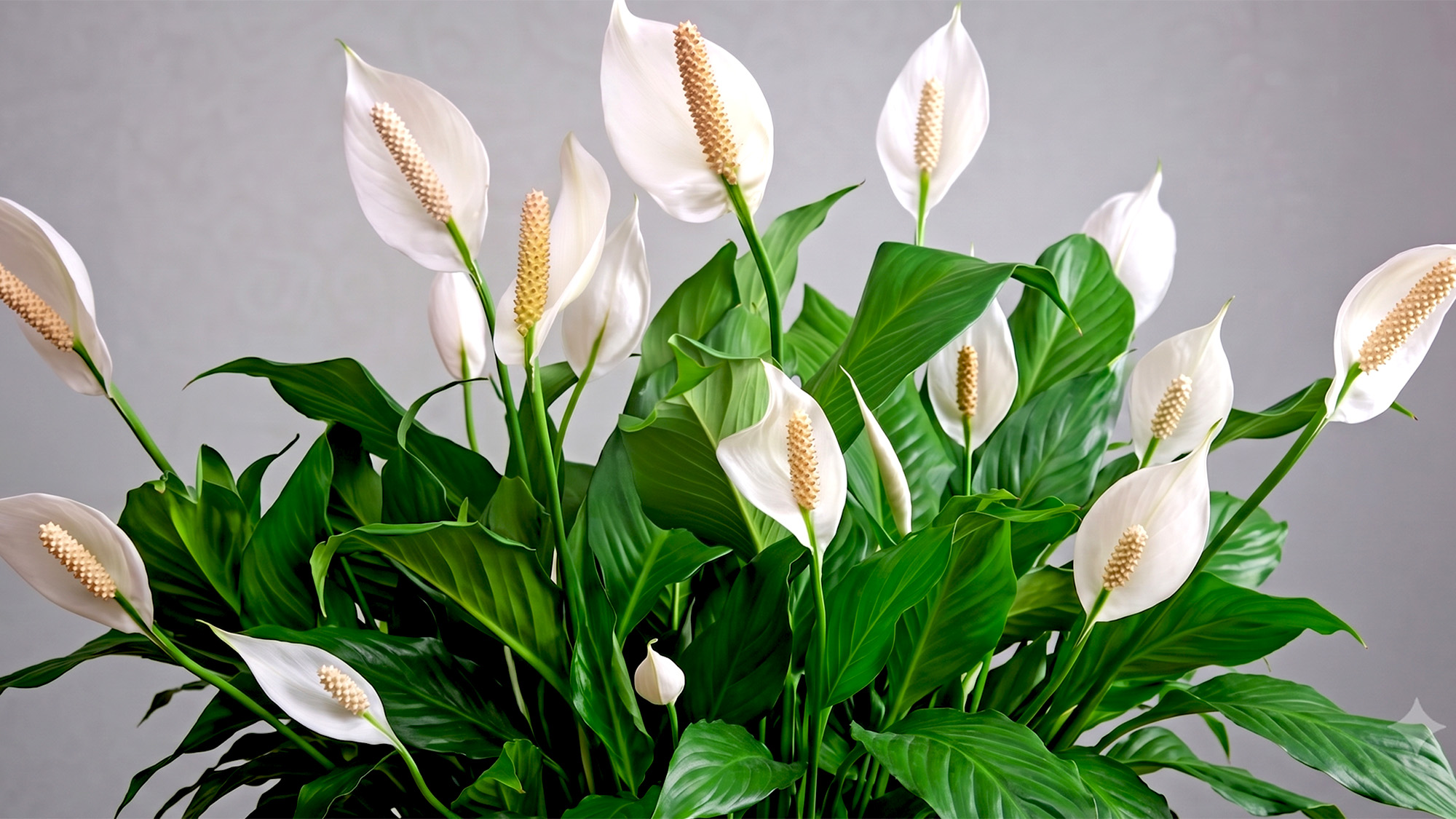 Peace lily houseplant covered with beautiful white blooms