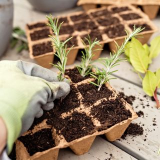 Propagating small rosemary cuttings plants in biodegradable peat moss pots tray. Zero waste, recycling and plastic free gardening concept. Eco sustainable lifestyle - stock photo