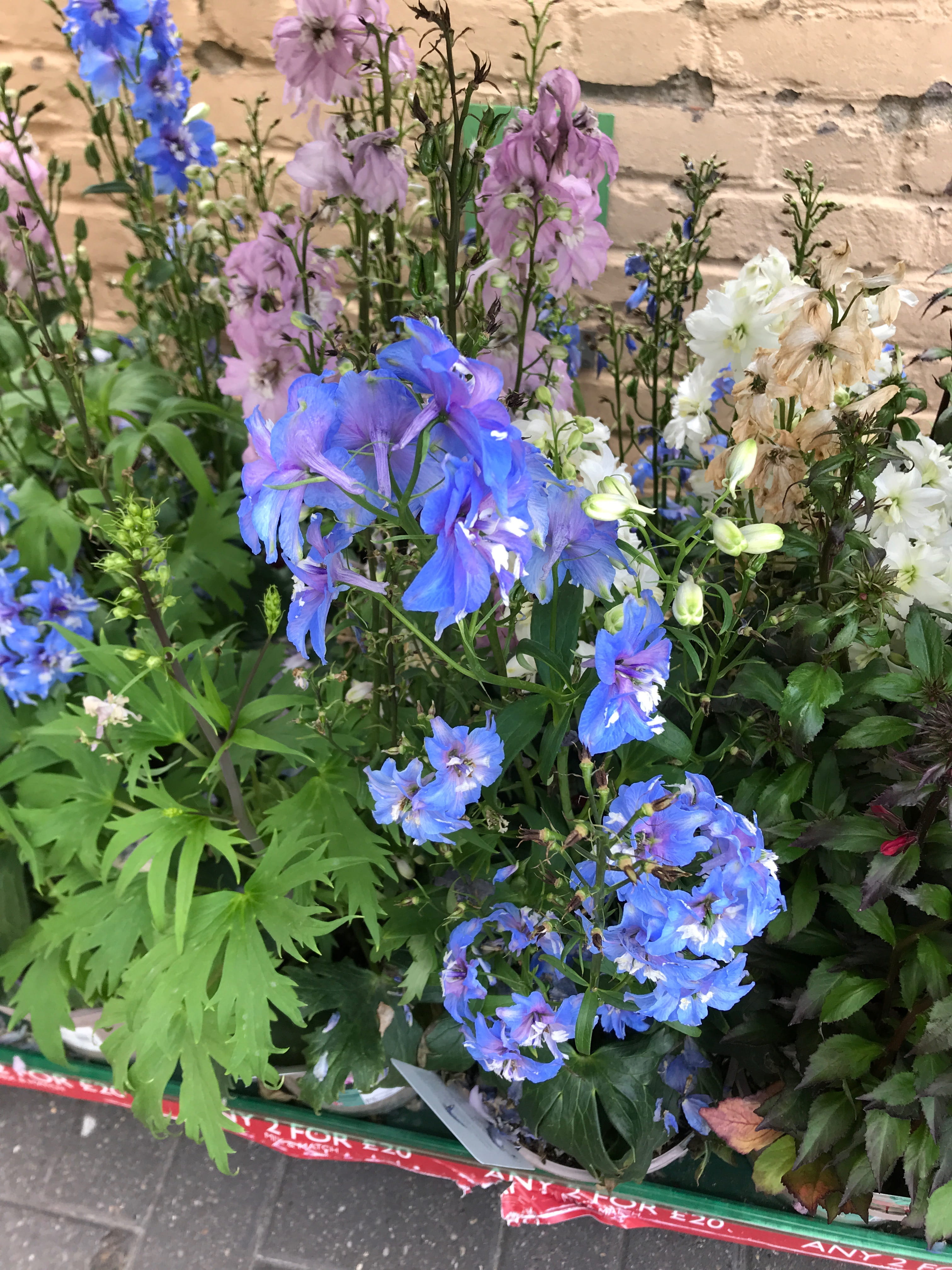 iPhone 7 camera samples taken in Hampstead