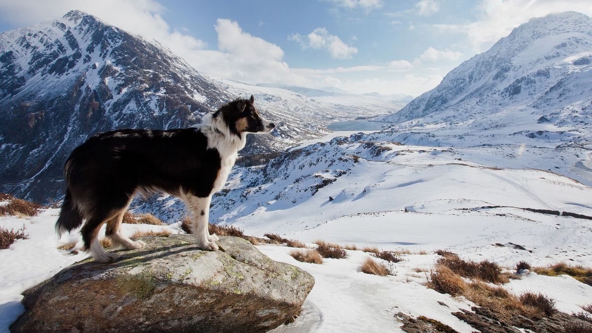 Border collie standing on rock in snowy winter landscape