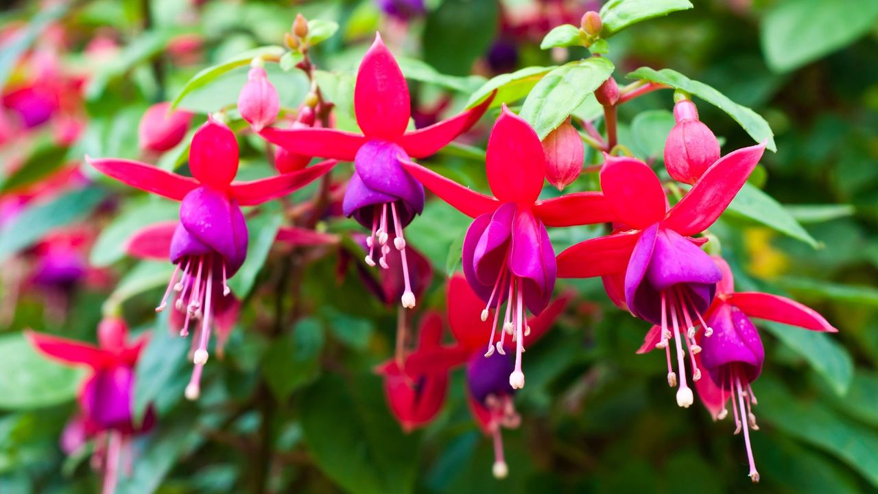 A close-up of pink and purple fuchsia flowers