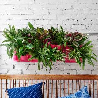 white bricked wall with plants and blue cushions