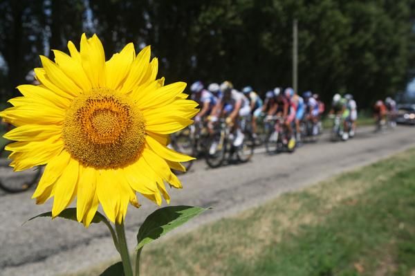 Sunflowers greet the riders on stage 19.