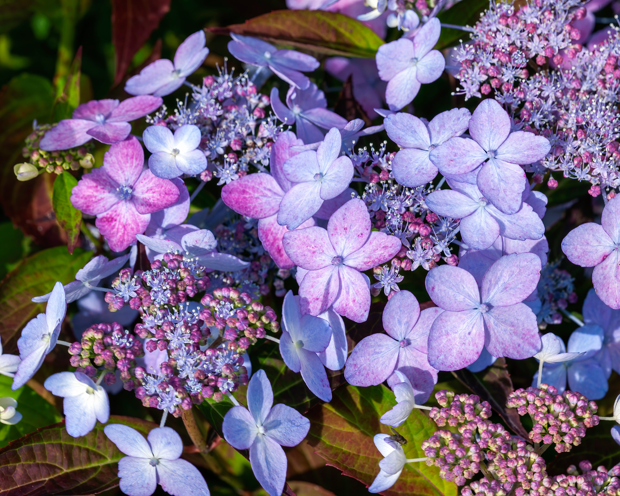 Pink and blue mountain hydrangea serrata
