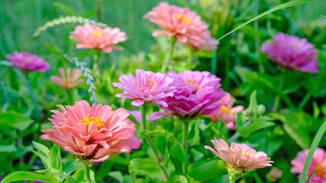 Pink zinnia flowers growing in garden