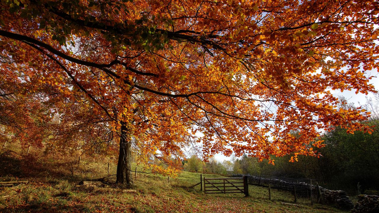 Colorful fall foliage.