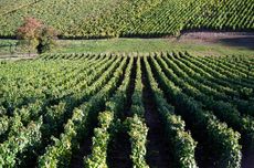 M&acirc;connais 2020