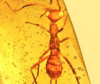 A strange insect, now called <em>Aethiocarenus burmanicus</em>, was found preserved in amber.