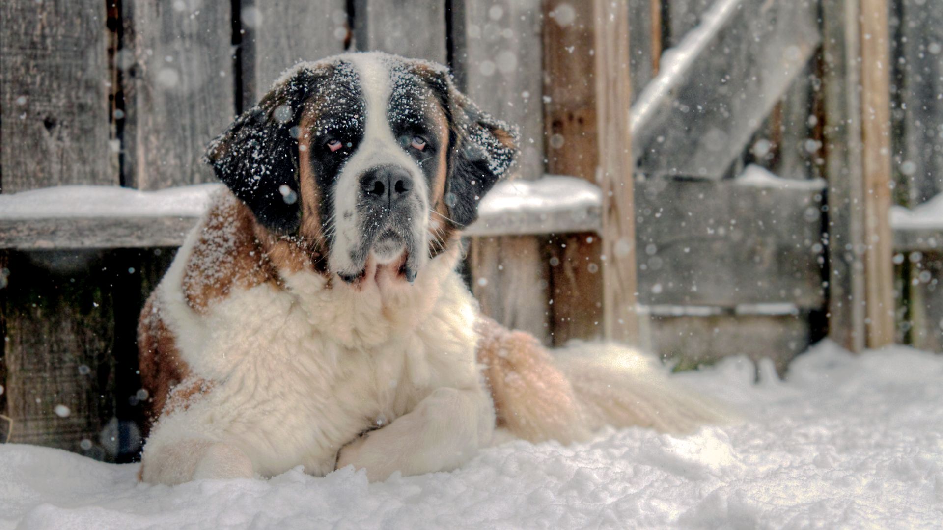 saint bernard lying next to a fence in the snow