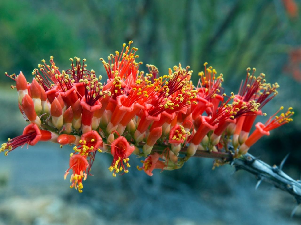 Ocotillo Plant