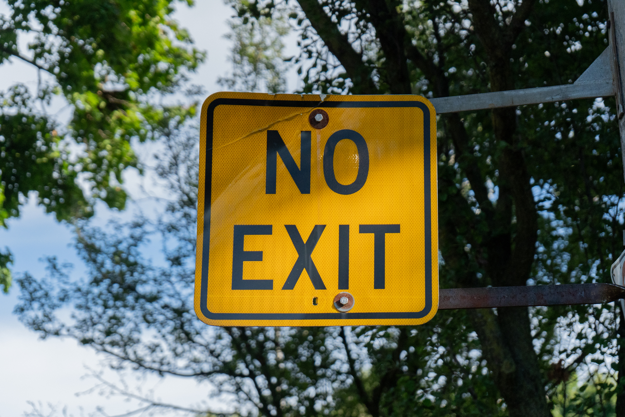 Yellow "No Exit" Street sign under a tree.