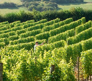 Peter Hall tending his vines at Breaky Bottom Vineyard, Rodmell, Near Lewes, Sussex, England, UK Britain