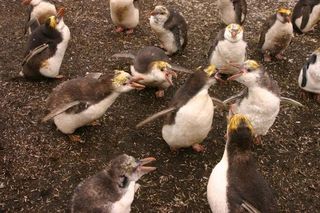 royal-penguin-chicks-100910-02