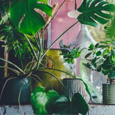 Interior of a small greenhouse with a lot of green houseplants. Boho style.