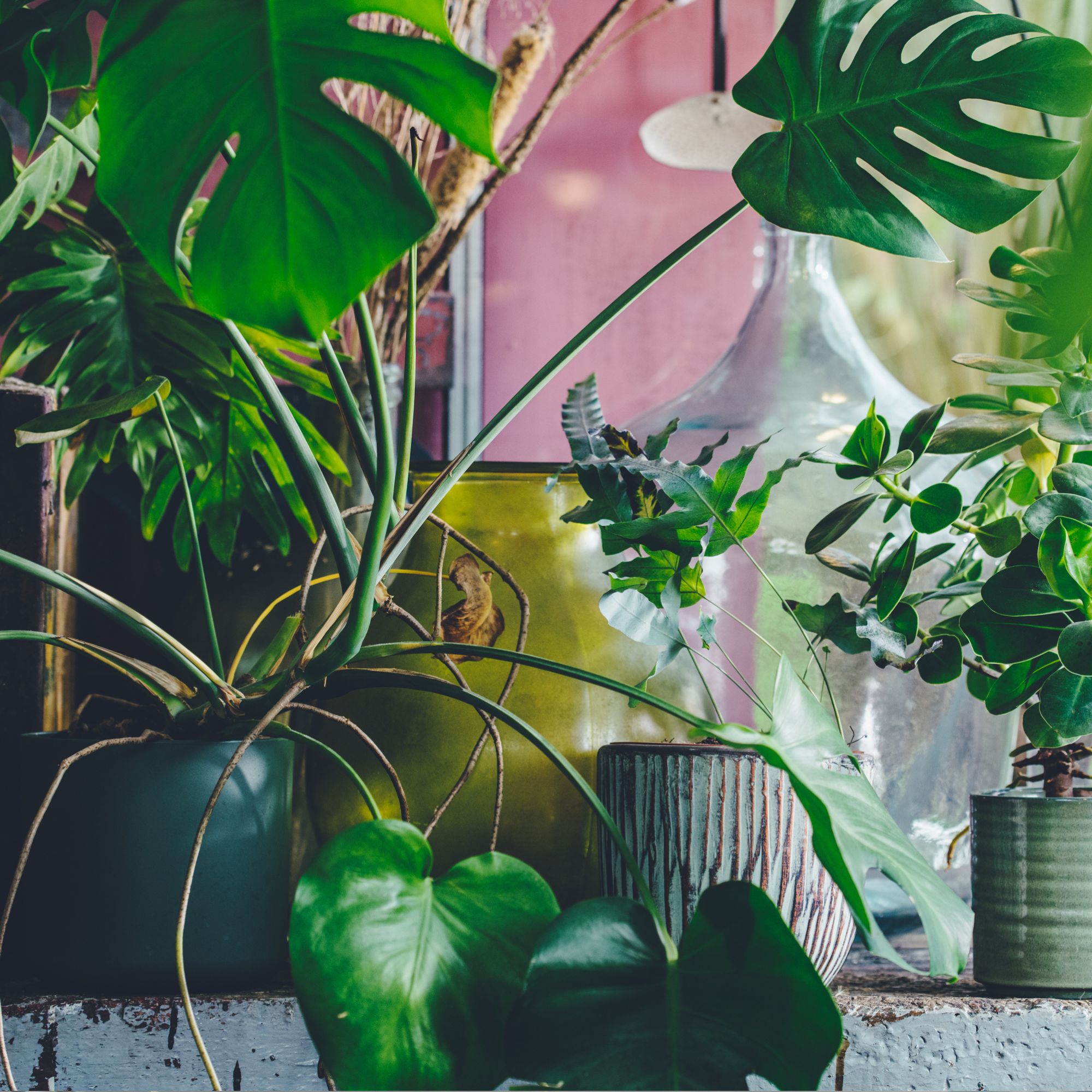 Interior of a small greenhouse with a lot of green houseplants. Boho style. 