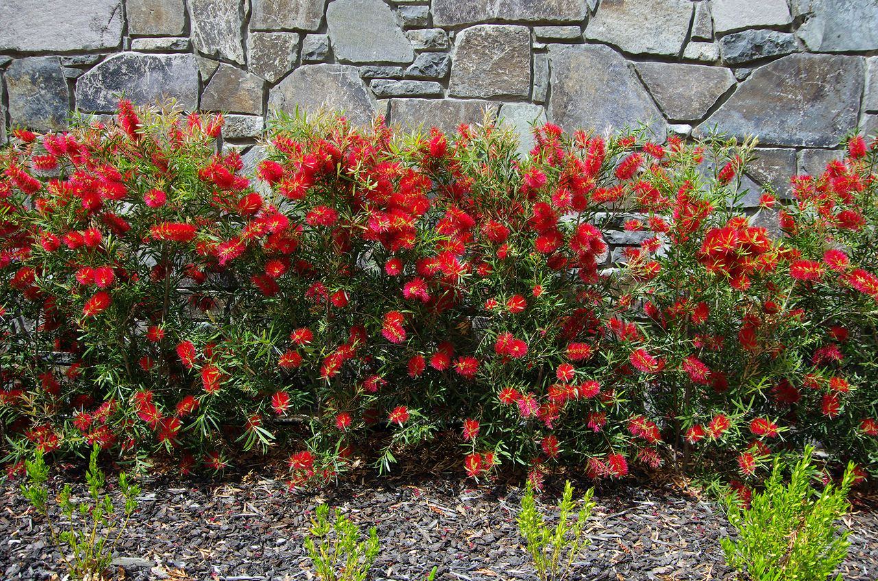Hedge of red Callistemon bushes (bottle bottle) in flower