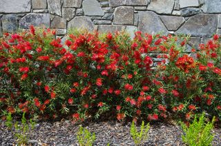 A hedge of red Callistemon (bottlebrush) bushes in flower