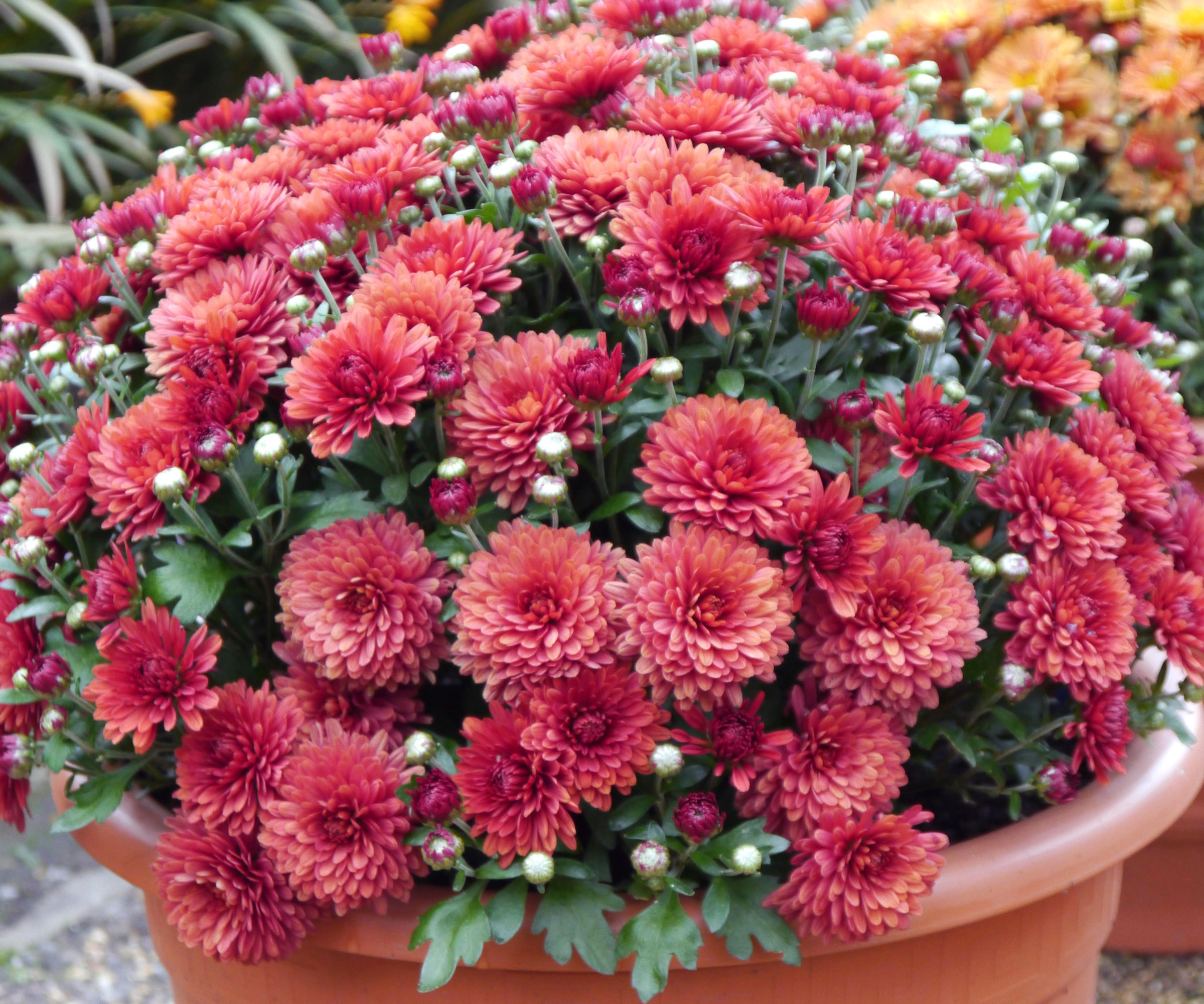 red chrysanthemums in large brown tub