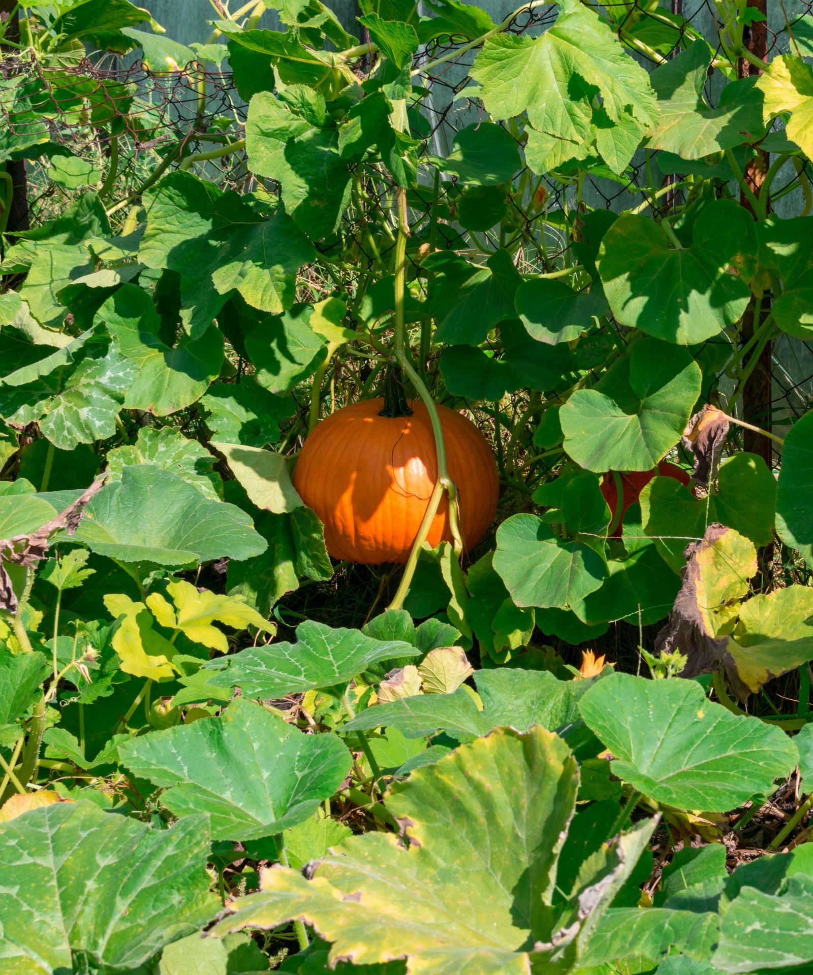 why-are-pumpkin-leaves-turning-yellow-tips-to-fix-plants-homes-gardens