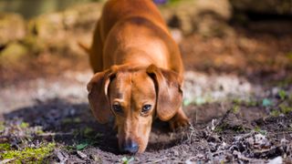 Dachshund dog sniffing dirt and staring at camera