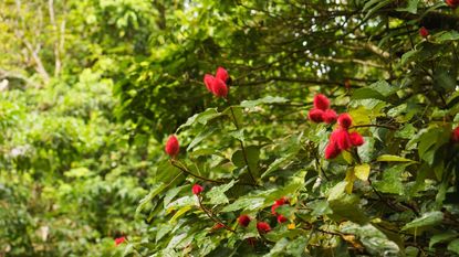 Achiote tree with red, cone shaped pods