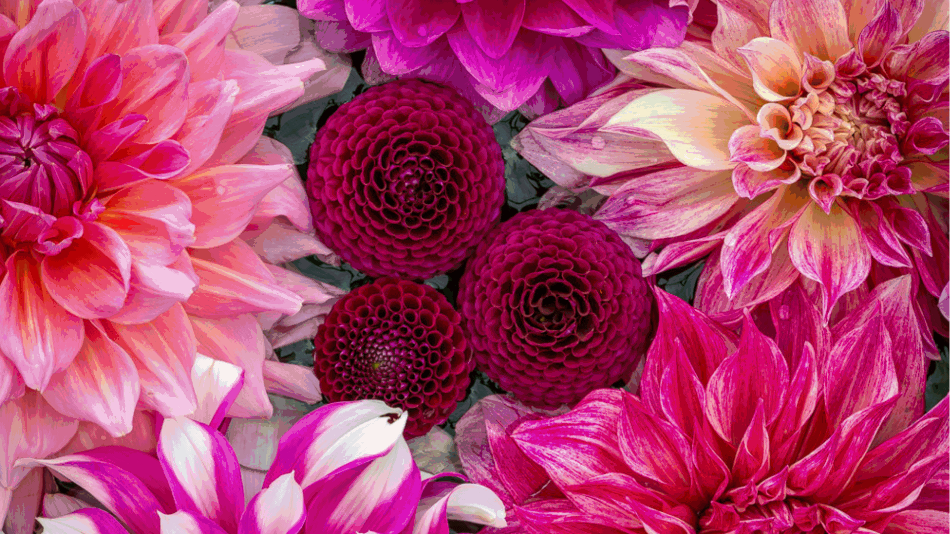 A GIF of colorful dahlias in vases and in a garden