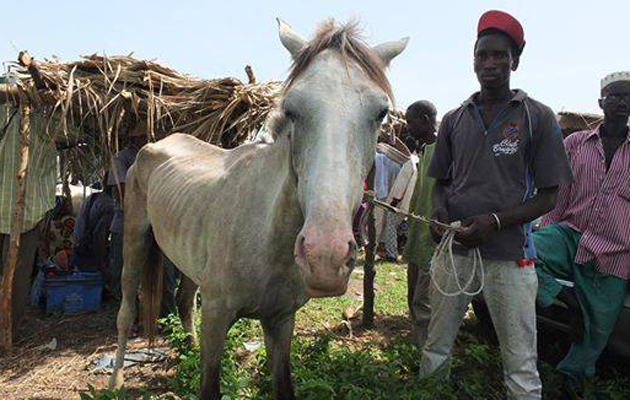 Gambia Horse and Donkey Trust Grey horse
