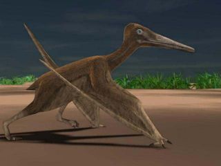 An artist rendering of a pterosaur walking.