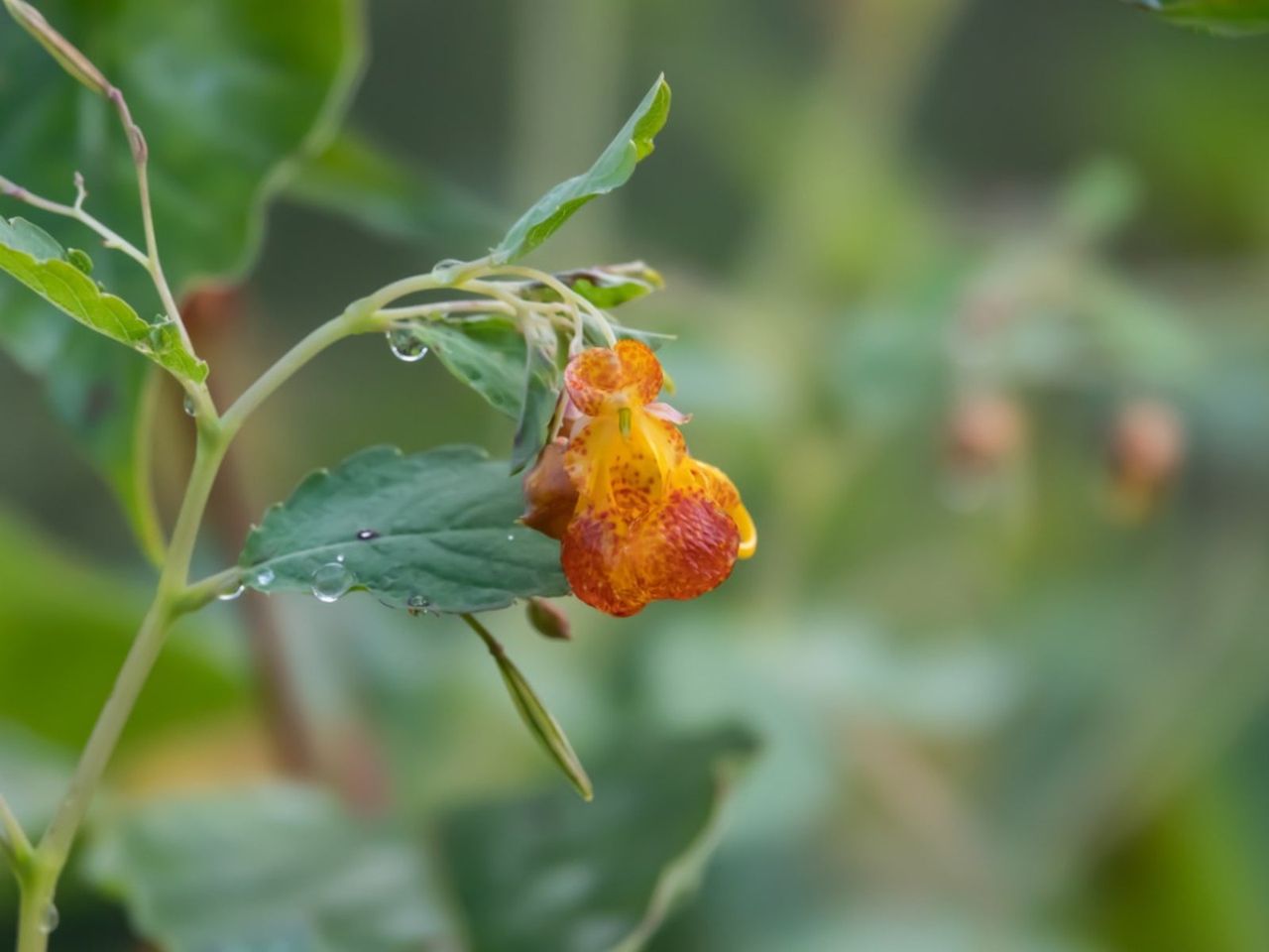 Jewelweed Wildflower Planted In The Garden