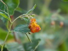 Jewelweed Wildflower Planted In The Garden