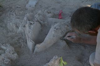 A gomphothere jawbone as it was found in place, upside down, at the El Fin del Mundo site in Mexico.