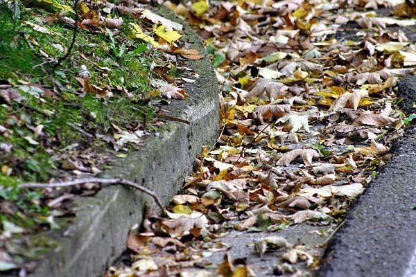 Now you know why it's called 'the race of the falling leaves.'