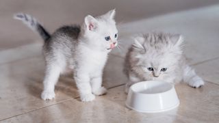 Two adorable kittens stood beside an empty food bowl