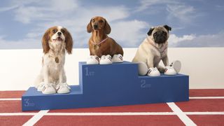 Dogs on podium