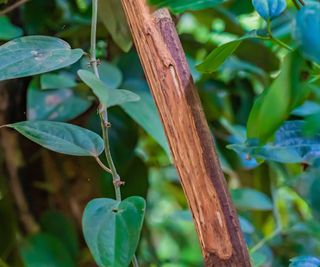 cinnamon tree with cut bark