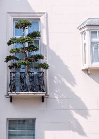 window box ideas: bonsai tree