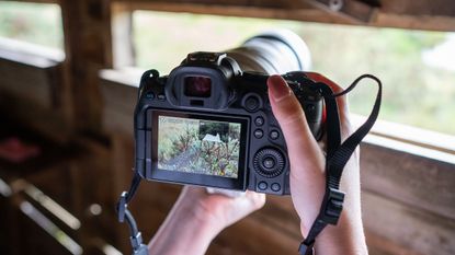 Canon EOS R6 II being used in a hide