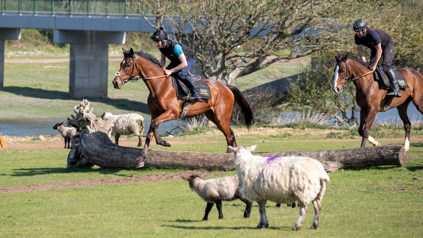 NAF-_-May-4-_-Horses-jumping-logs