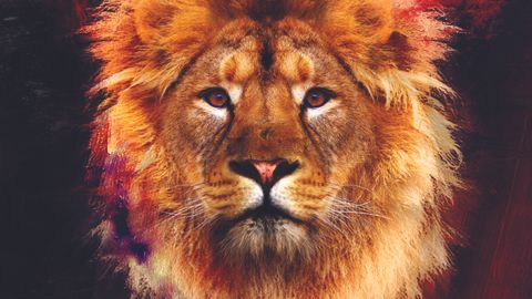 Cover art for Lionheart - Second Nature album