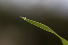 Close Up Of Green Leaf With Water Droplet At
