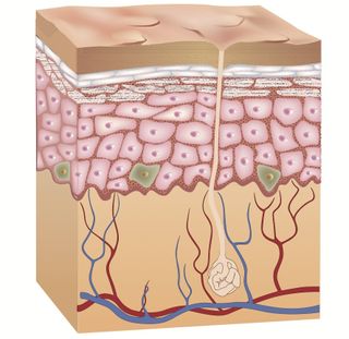 The skin's inner layer, called the dermis, contains blood vessels, nerve endings, sweat glands and hair follicles.