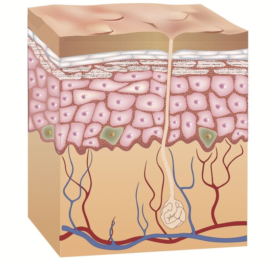 The skin&#039;s inner layer, called the dermis, contains blood vessels, nerve endings, sweat glands and hair follicles.