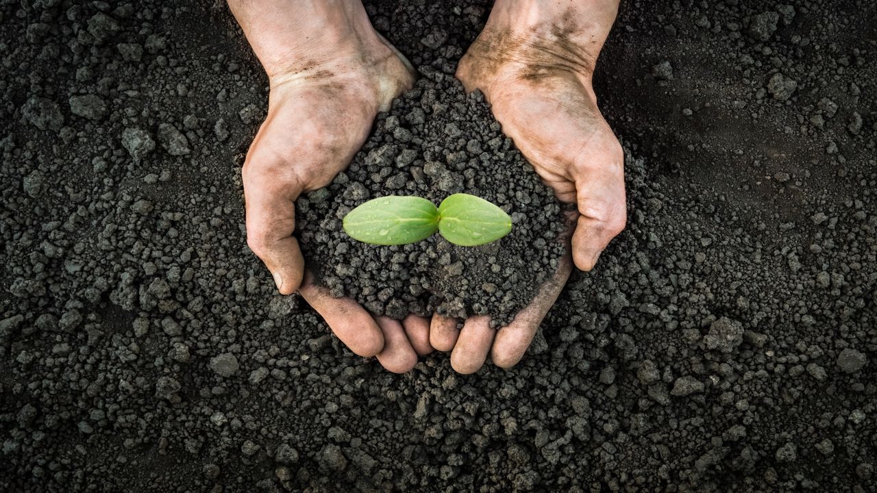 The secrets of soil could include microbes to help our mental and physical wellbeing