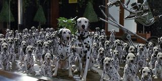 The spotted dogs from 101 Dalmatians