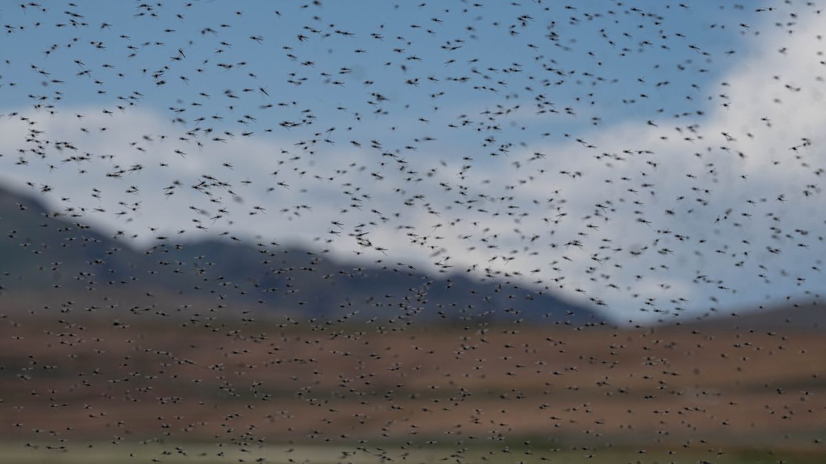 Midge swarm in Utah