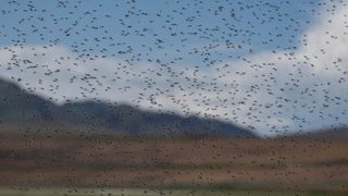 Midge swarm in Utah