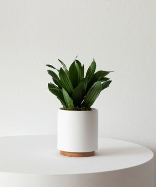 a dracaena compacta plant in a white pot