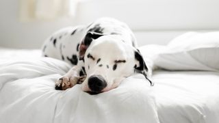 Dalmatian dog lying on bed