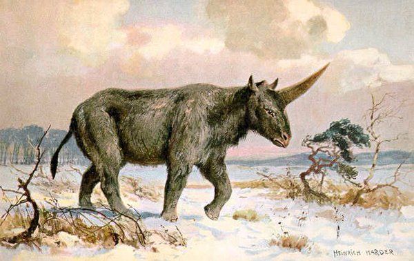 A Siberian unicorn 