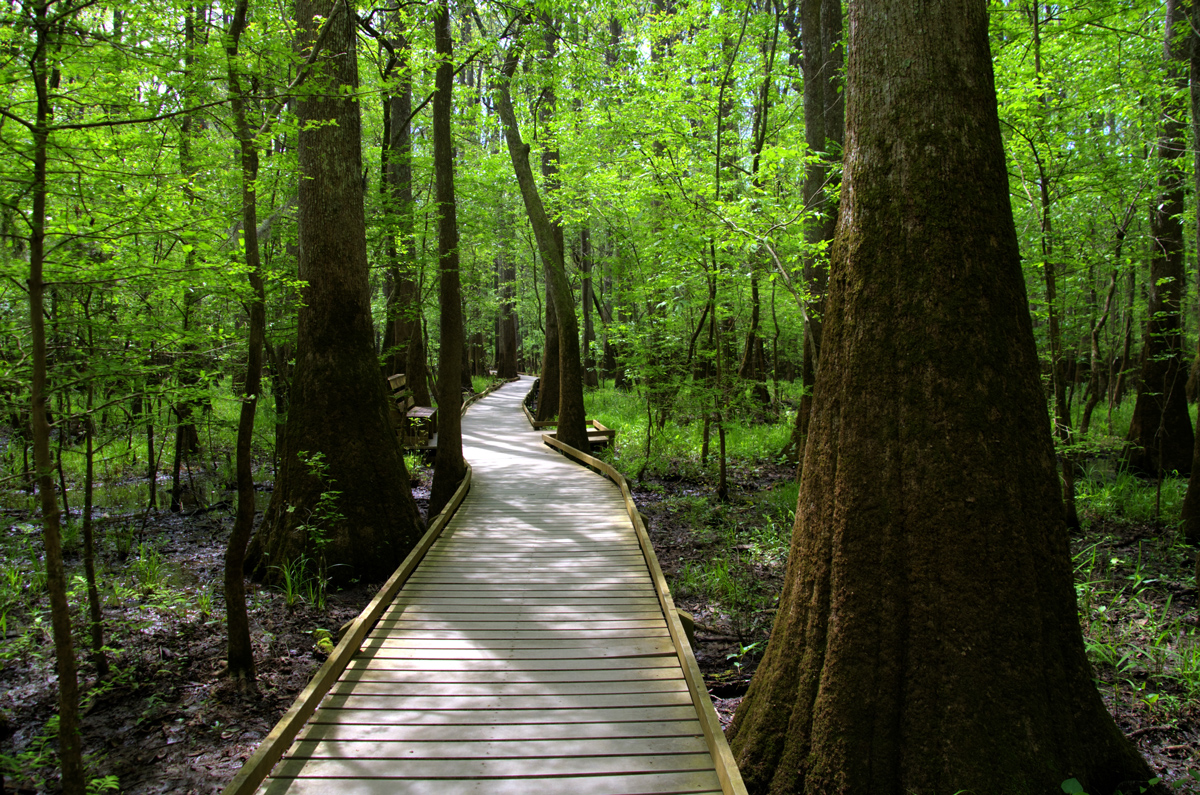 Congaree National Park, South Carolina